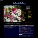 A-Dash Gallery